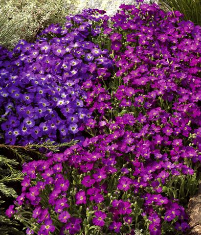 Photo de variété de fleurs à utiliser comme: Pot et Plante à massif Aubrieta hybrida Axcent™