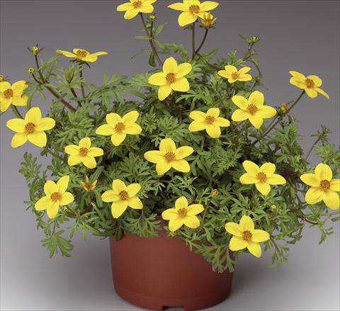 Photo de variété de fleurs à utiliser comme: Pot, patio, Suspension Bidens ferulifolia Solaire® M Star