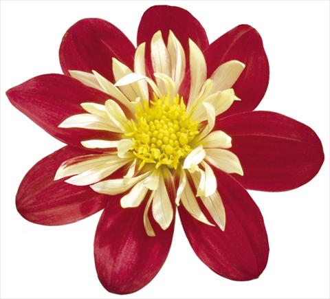 Photo de variété de fleurs à utiliser comme: Pot et Plante à massif Dahlia x hybrida Goldalia Scarlet