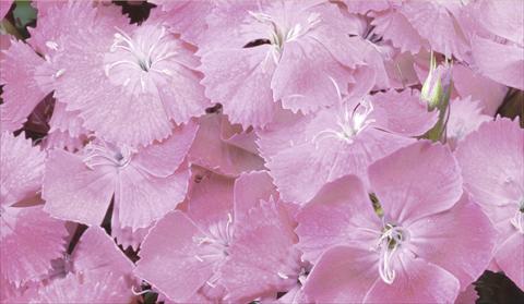 Photo de variété de fleurs à utiliser comme: Pot et Plante à massif Dianthus barbatus Barbarini® F1 Rose