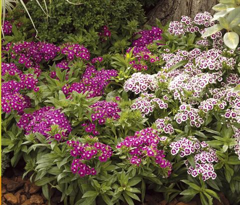 Photo de variété de fleurs à utiliser comme: Pot et Plante à massif Dianthus barbatus Barbarini® F1