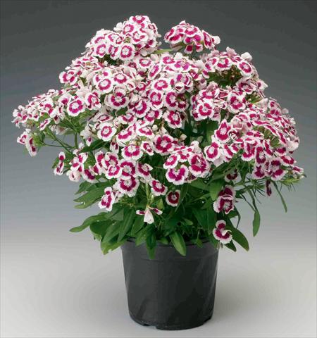 Photo de variété de fleurs à utiliser comme: Pot et Plante à massif Dianthus barbatus Diabunda™ Purple Picotee