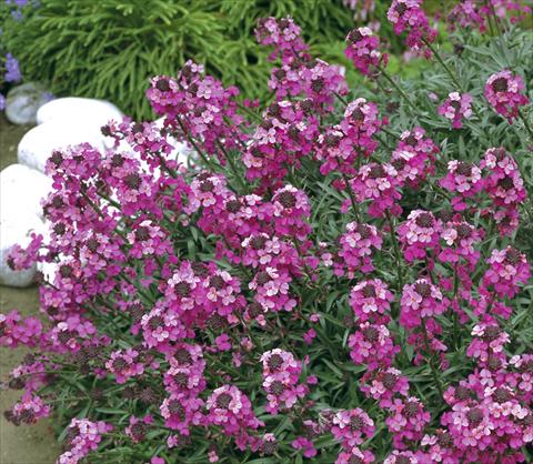 Photo de variété de fleurs à utiliser comme: Pot et Plante à massif Erysimum hybridum Canaries™ Bowles Mauve