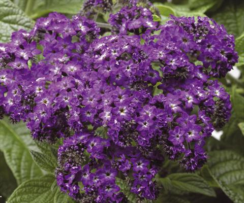 Photo de variété de fleurs à utiliser comme: Pot et Plante à massif Heliotropium arborescens Scentropia® Dark Blue