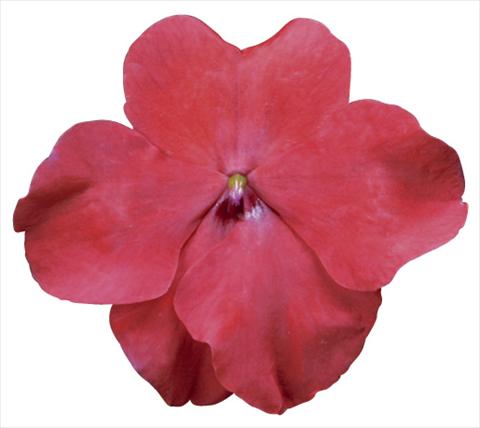 Photo de variété de fleurs à utiliser comme: Pot et Plante à massif Impatiens walleriana Jambalaya™ F1 Red Improved