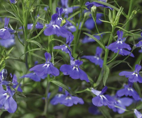 Photo de variété de fleurs à utiliser comme: Pot, patio, Suspension Lobelia erinus Laguna® Trailing Dark Blue