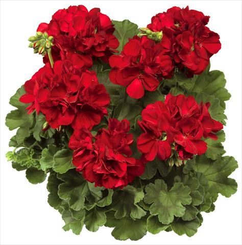 Photo de variété de fleurs à utiliser comme: Pot Pelargonium interspec. Calliope™ Dark Red