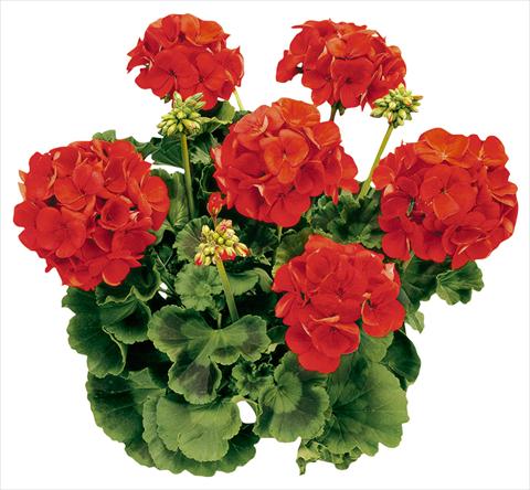 Photo de variété de fleurs à utiliser comme: Pot Pelargonium zonale Avenida® Red