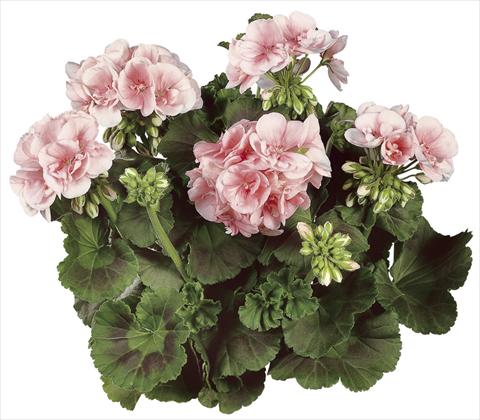Photo de variété de fleurs à utiliser comme: Pot Pelargonium zonale Classic Dolce Vita®