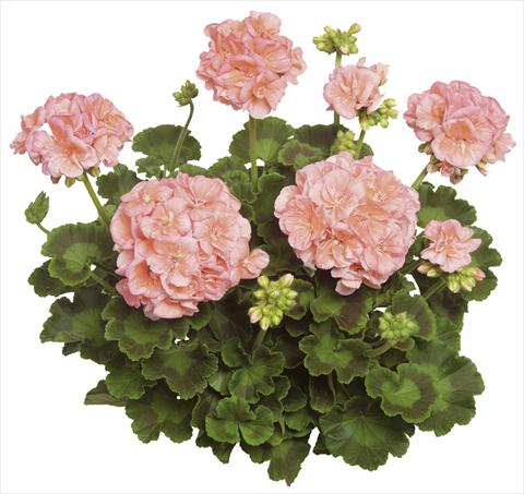 Photo de variété de fleurs à utiliser comme: Pot Pelargonium zonale Classic Helena
