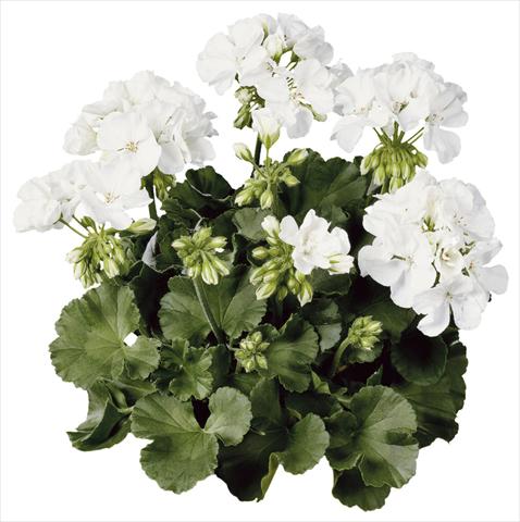 Photo de variété de fleurs à utiliser comme: Pot Pelargonium zonale Compact Line Alba®