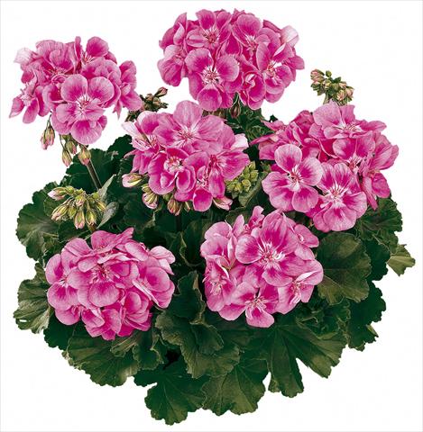 Photo de variété de fleurs à utiliser comme: Pot Pelargonium zonale Tango® Bravo
