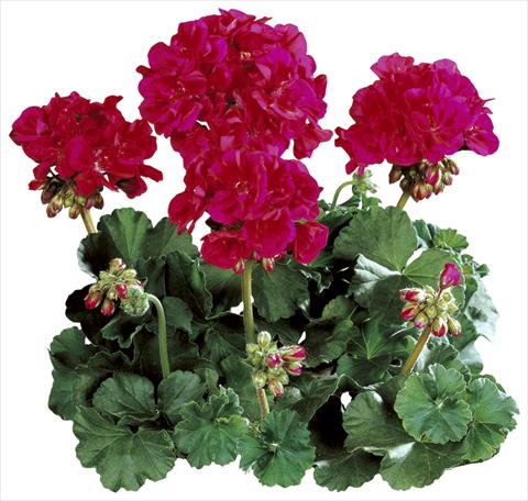 Photo de variété de fleurs à utiliser comme: Pot Pelargonium zonale Tango® Neon Purple