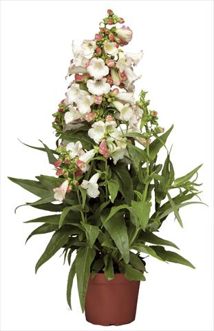 Photo de variété de fleurs à utiliser comme: Pot et Plante à massif Penstemon hartwegii Phoenix Appleblossom