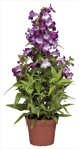 Photo de variété de fleurs à utiliser comme: Pot et Plante à massif Penstemon hartwegii Phoenix Lavender