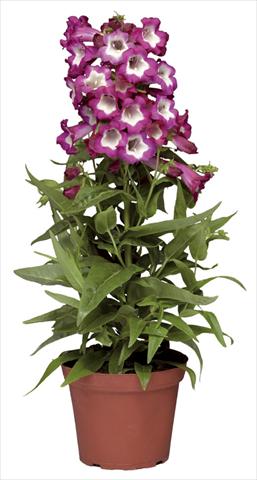 Photo de variété de fleurs à utiliser comme: Pot et Plante à massif Penstemon hartwegii Phoenix Magenta