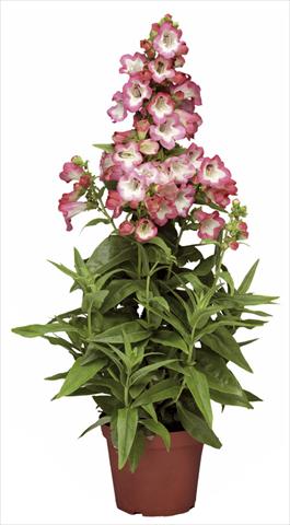 Photo de variété de fleurs à utiliser comme: Pot et Plante à massif Penstemon hartwegii Phoenix Pink