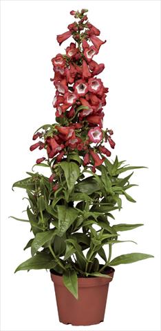 Photo de variété de fleurs à utiliser comme: Pot et Plante à massif Penstemon hartwegii Phoenix Red