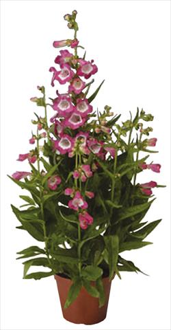 Photo de variété de fleurs à utiliser comme: Pot et Plante à massif Penstemon hartwegii Phoenix Rose