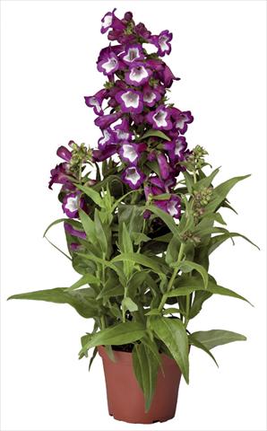 Photo de variété de fleurs à utiliser comme: Pot et Plante à massif Penstemon hartwegii Phoenix Violet
