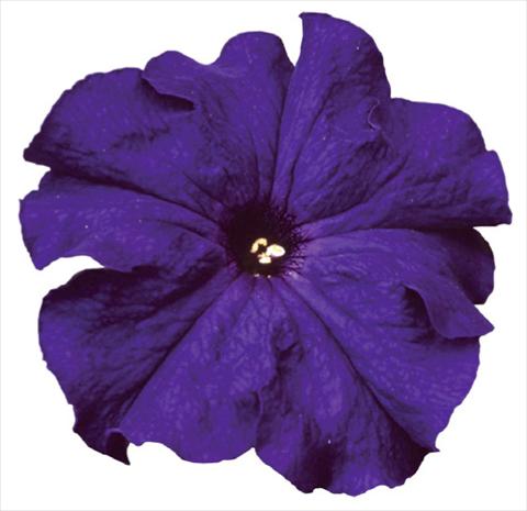 Photo de variété de fleurs à utiliser comme: Pot, Plante à massif, patio Petunia grandiflora F1 Special Blue