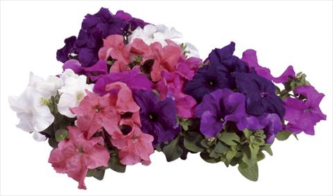 Photo de variété de fleurs à utiliser comme: Pot, Plante à massif, patio Petunia grandiflora F1 Special Northern Mix