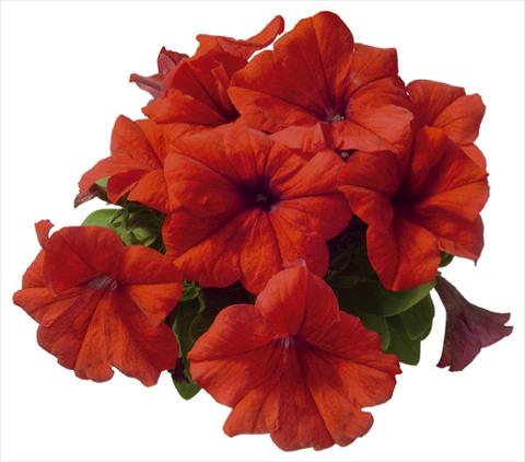 Photo de variété de fleurs à utiliser comme: Pot, Plante à massif, patio Petunia grandiflora F1 Special Red