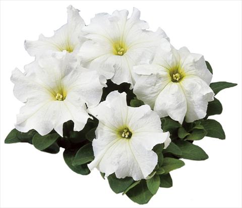 Photo de variété de fleurs à utiliser comme: Pot, Plante à massif, patio Petunia grandiflora F1 Special White