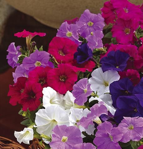 Photo de variété de fleurs à utiliser comme: Pot, patio, Suspension Petunia milliflora Picobella F1 Mix