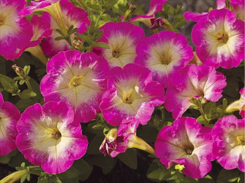 Photo de variété de fleurs à utiliser comme: Pot, patio, Suspension Petunia milliflora Picobella F1 Rose Morn