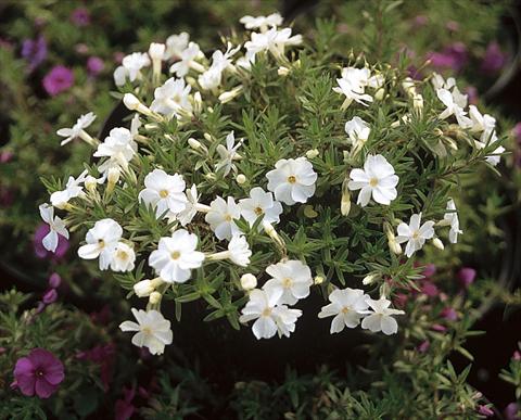 Photo de variété de fleurs à utiliser comme: Pot et Plante à massif Phlox douglasii White Admiral