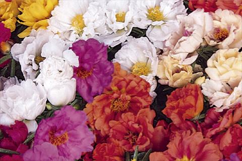 Photo de variété de fleurs à utiliser comme: Pot et Plante à massif Portulaca Portacino F1 Mix