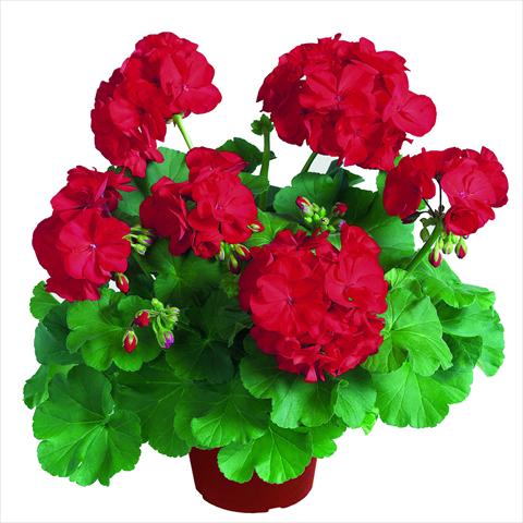 Photo de variété de fleurs à utiliser comme: Pot Pelargonium zonale RED FOX Survivor Dark Red