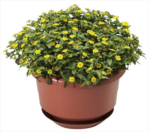 Photo de variété de fleurs à utiliser comme: Pot, patio, Suspension Sanvitalia procumbens Cuzco® Compact