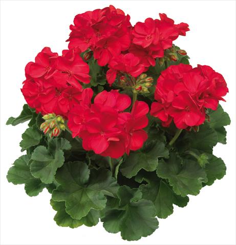 Photo de variété de fleurs à utiliser comme: Pot Pelargonium interspec. Calliope™ Scarlet