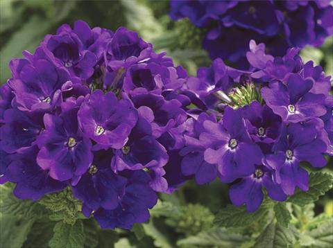 Photo de variété de fleurs à utiliser comme: Pot, patio, Suspension Verbena hybrida Tuscany™ Blue