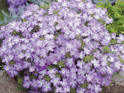 Photo de variété de fleurs à utiliser comme: Pot, patio, Suspension Verbena hybrida Tuscany™ Lavender Picotee