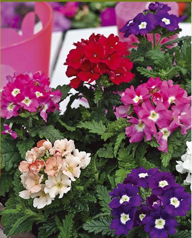 Photo de variété de fleurs à utiliser comme: Pot, patio, Suspension Verbena hybrida Tuscany™ Mixture