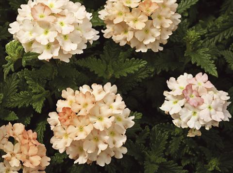 Photo de variété de fleurs à utiliser comme: Pot, patio, Suspension Verbena hybrida Tuscany™ Peach