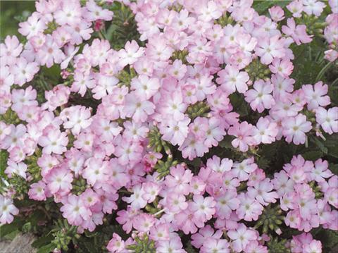 Photo de variété de fleurs à utiliser comme: Pot, patio, Suspension Verbena hybrida Tuscany™ Pink Picotee