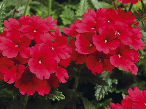 Photo de variété de fleurs à utiliser comme: Pot, patio, Suspension Verbena hybrida Tuscany™ Scarlet