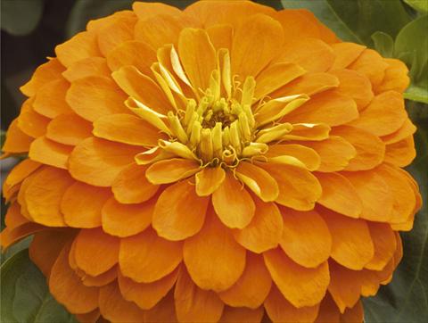 Photo de variété de fleurs à utiliser comme: Pot et Plante à massif Zinnia elegans Mondo F1 Orange