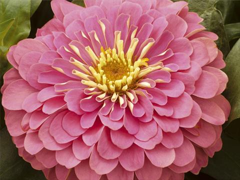 Photo de variété de fleurs à utiliser comme: Pot et Plante à massif Zinnia elegans Mondo F1 Pink Improved