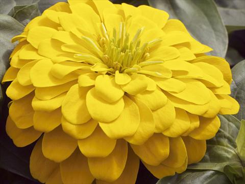 Photo de variété de fleurs à utiliser comme: Pot et Plante à massif Zinnia elegans Mondo F1 Yellow Improved