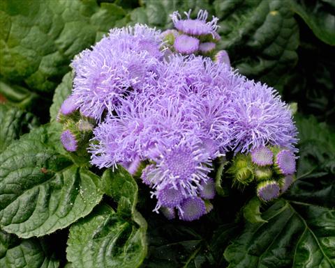 Photo de variété de fleurs à utiliser comme: Pot et Plante à massif Ageratum houstonianum Azzurro