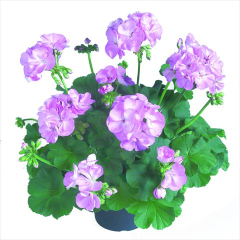 Photo de variété de fleurs à utiliser comme: Pot Pelargonium zonale RED FOX Survivor Light Lavender