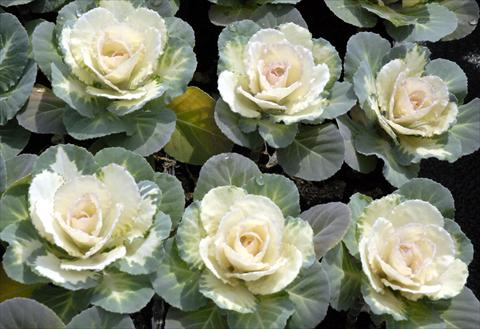 Photo de variété de fleurs à utiliser comme: Pot et Plante à massif Brassica oleracea Liscia Bianco