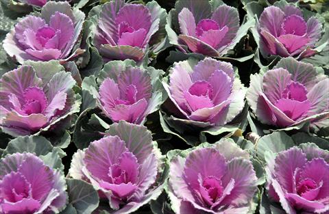 Photo de variété de fleurs à utiliser comme: Pot et Plante à massif Brassica oleracea Liscia Rosa