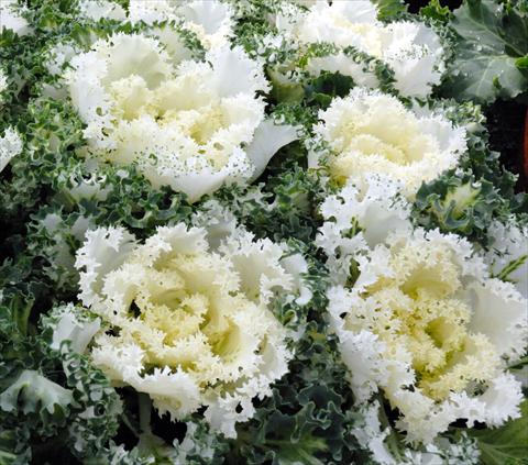 Photo de variété de fleurs à utiliser comme: Pot et Plante à massif Brassica oleracea Riccia Bianco