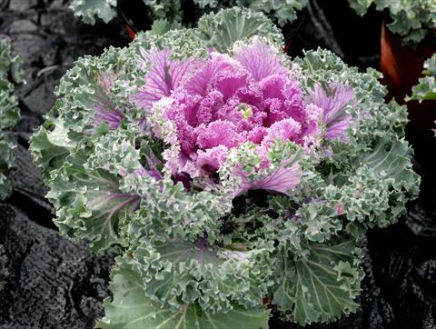 Photo de variété de fleurs à utiliser comme: Pot et Plante à massif Brassica oleracea Riccia Rosa